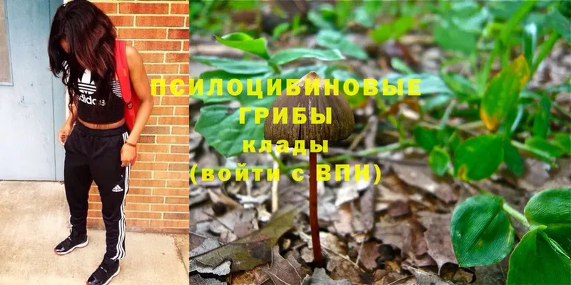 купить   Воронеж  Псилоцибиновые грибы Psilocybe 